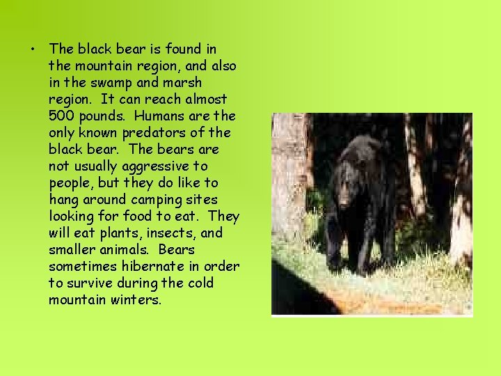  • The black bear is found in the mountain region, and also in