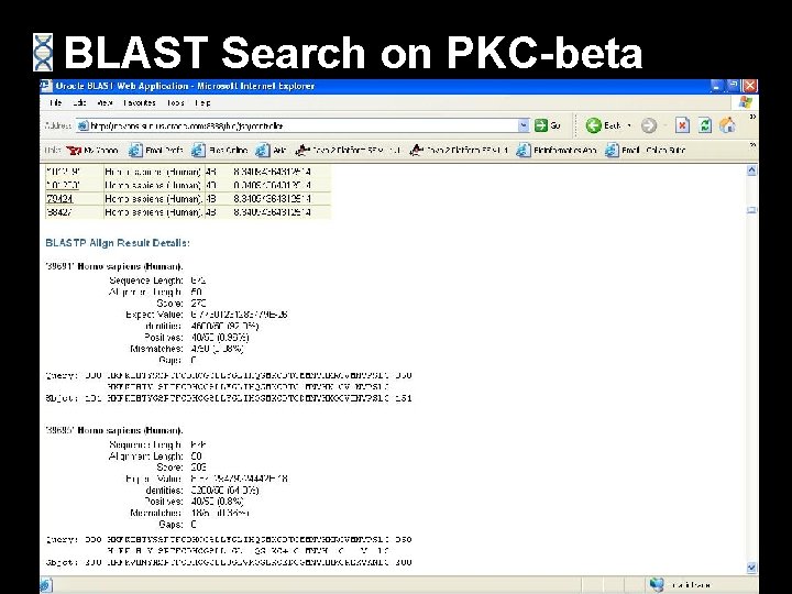 BLAST Search on PKC-beta 