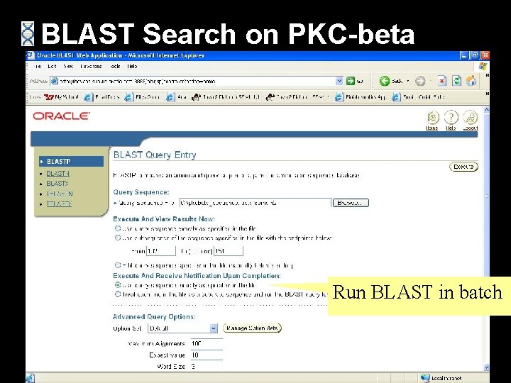 BLAST Search on PKC-beta Run BLAST in batch 