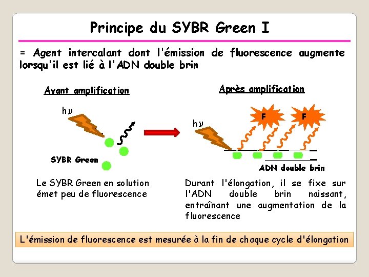 Principe du SYBR Green I = Agent intercalant dont l'émission de fluorescence augmente lorsqu'il