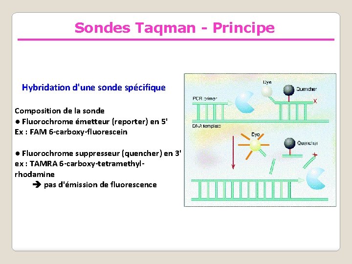 Sondes Taqman - Principe Hybridation d'une sonde spécifique Composition de la sonde ● Fluorochrome