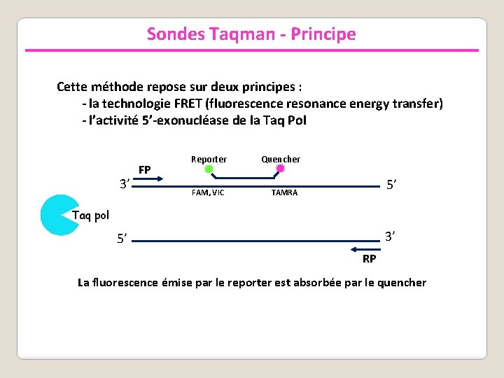 Sondes Taqman - Principe Cette méthode repose sur deux principes : - la technologie