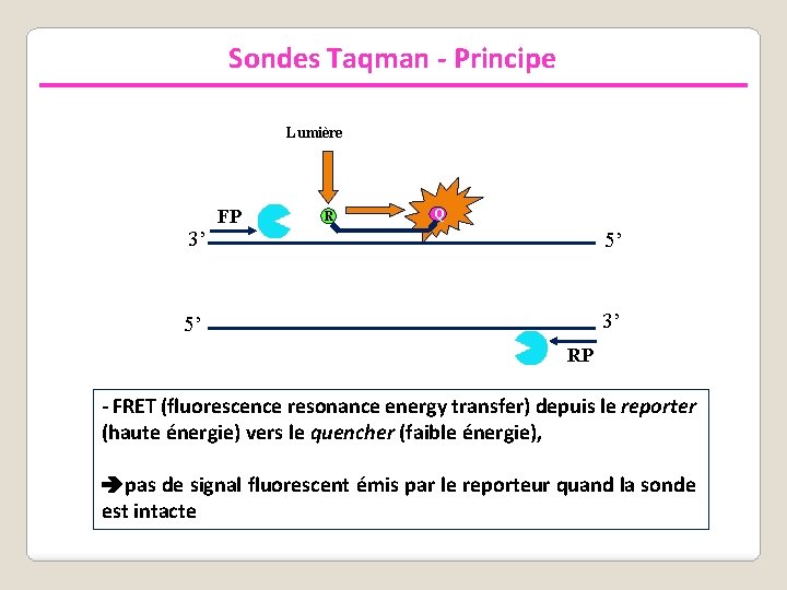 Sondes Taqman - Principe Lumière 3’ FP R Q 5’ 3’ 5’ RP -