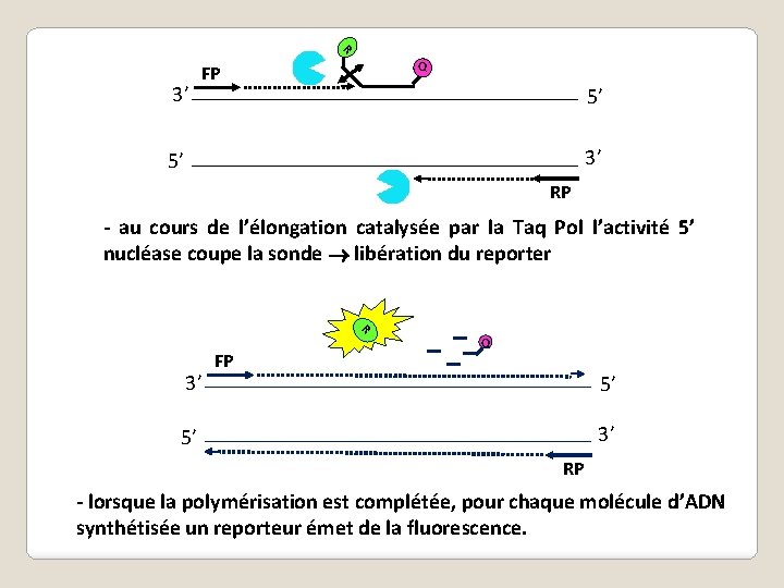 R 3’ Q FP 5’ 3’ 5’ RP - au cours de l’élongation catalysée