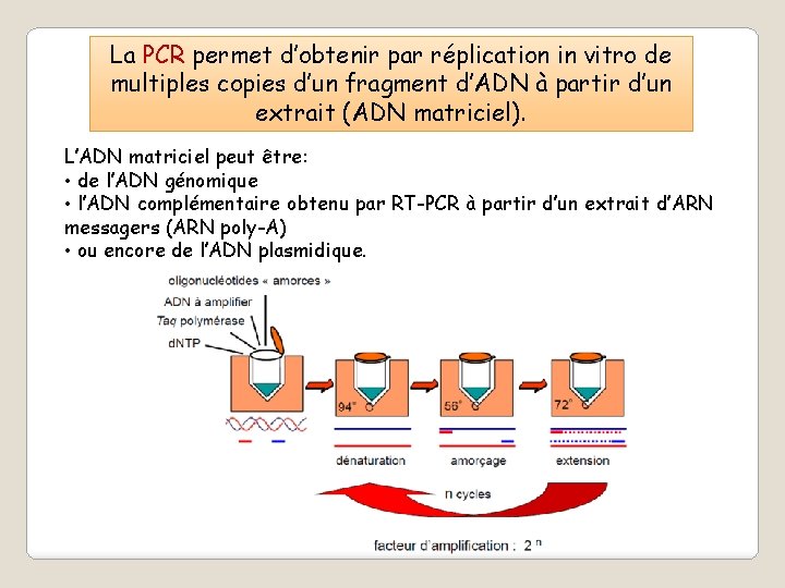 La PCR permet d’obtenir par réplication in vitro de multiples copies d’un fragment d’ADN