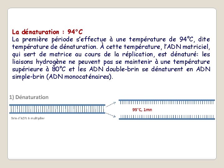 La dénaturation : 94°C La première période s’effectue à une température de 94°C, dite