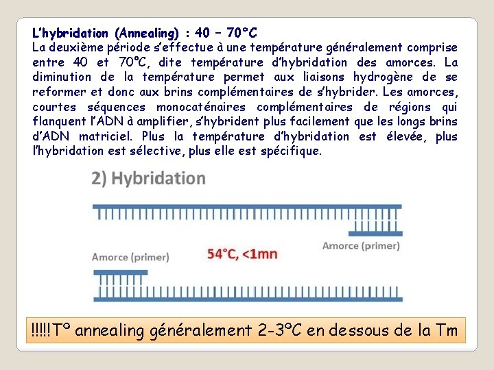 L’hybridation (Annealing) : 40 – 70°C La deuxième période s’effectue à une température généralement