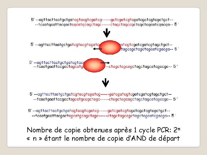 Nombre de copie obtenues après 1 cycle PCR: 2 n « n » étant