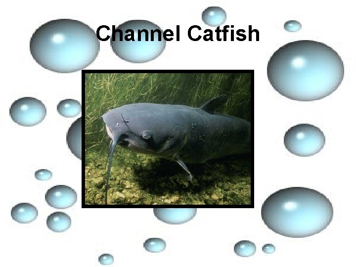 Channel Catfish 