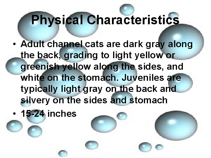 Physical Characteristics • Adult channel cats are dark gray along the back, grading to
