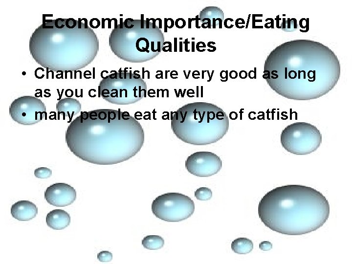 Economic Importance/Eating Qualities • Channel catfish are very good as long as you clean