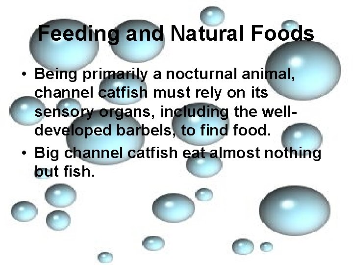 Feeding and Natural Foods • Being primarily a nocturnal animal, channel catfish must rely