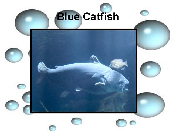 Blue Catfish 