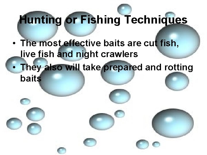 Hunting or Fishing Techniques • The most effective baits are cut fish, live fish