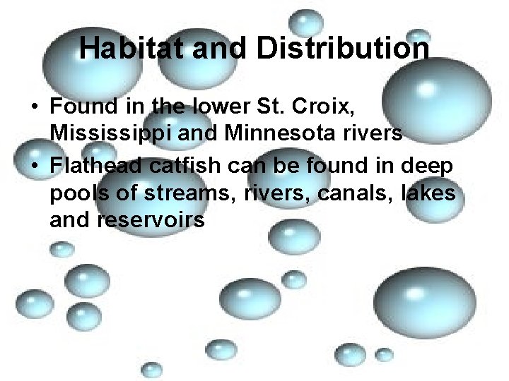 Habitat and Distribution • Found in the lower St. Croix, Mississippi and Minnesota rivers