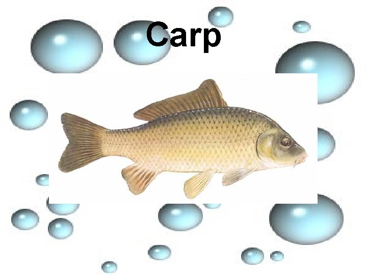 Carp 