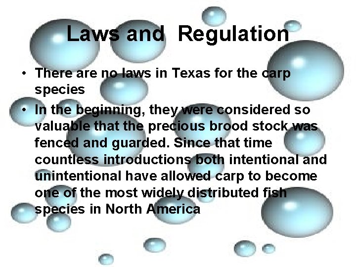 Laws and Regulation • There are no laws in Texas for the carp species