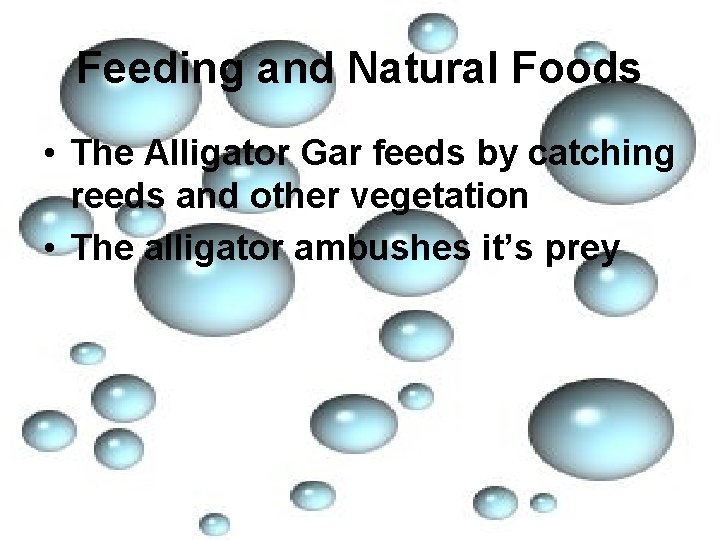 Feeding and Natural Foods • The Alligator Gar feeds by catching reeds and other