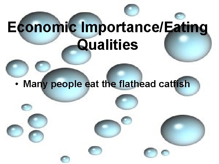 Economic Importance/Eating Qualities • Many people eat the flathead catfish 