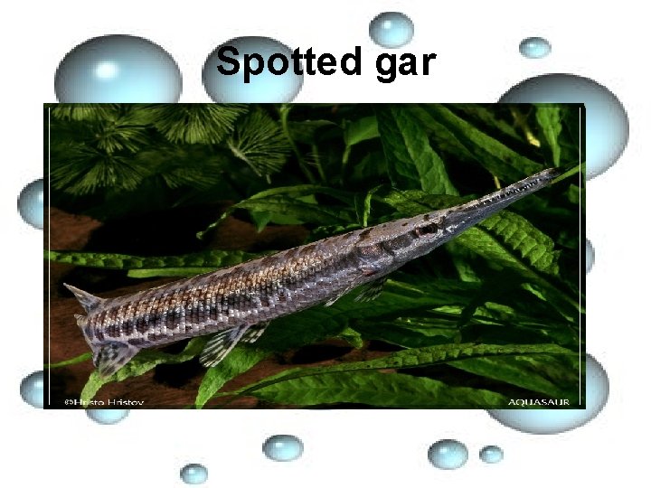 Spotted gar 