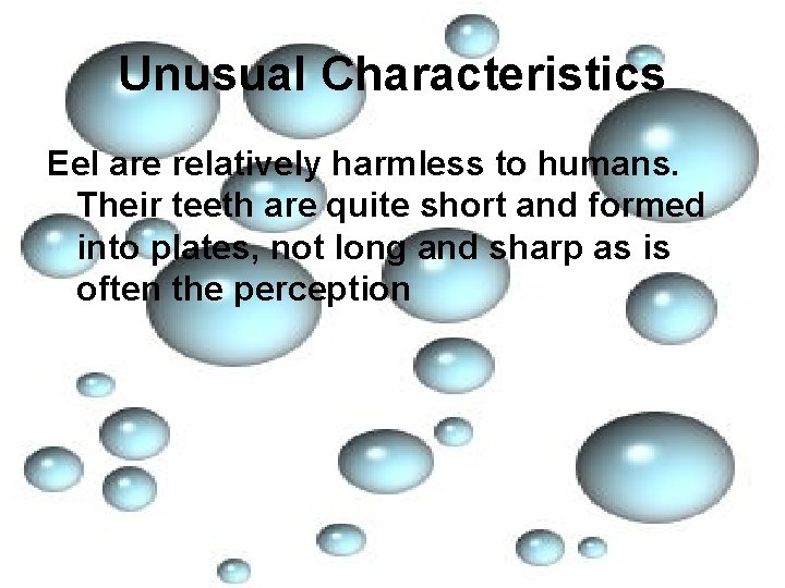 Unusual Characteristics Eel are relatively harmless to humans. Their teeth are quite short and