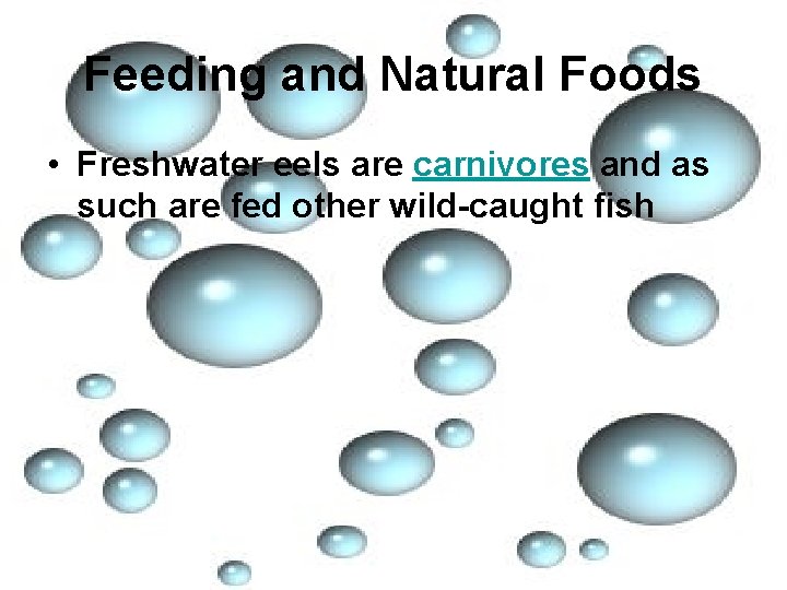 Feeding and Natural Foods • Freshwater eels are carnivores and as such are fed