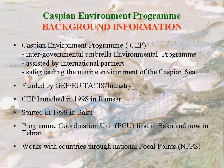Caspian Environment Programme BACKGROUND INFORMATION • Caspian Environment Programme ( CEP) - inter-governmental umbrella