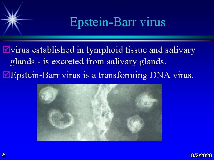 Epstein-Barr virus þvirus established in lymphoid tissue and salivary glands - is excreted from