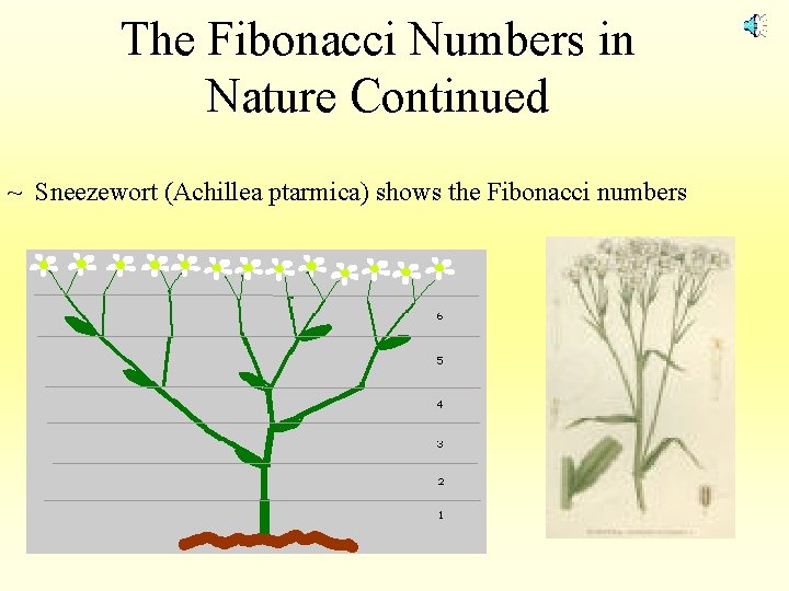 The Fibonacci Numbers in Nature Continued ~ Sneezewort (Achillea ptarmica) shows the Fibonacci numbers