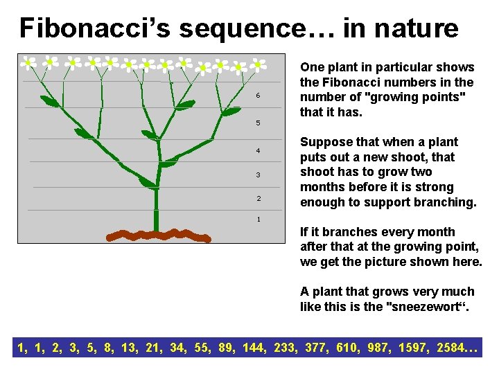 Fibonacci’s sequence… in nature One plant in particular shows the Fibonacci numbers in the