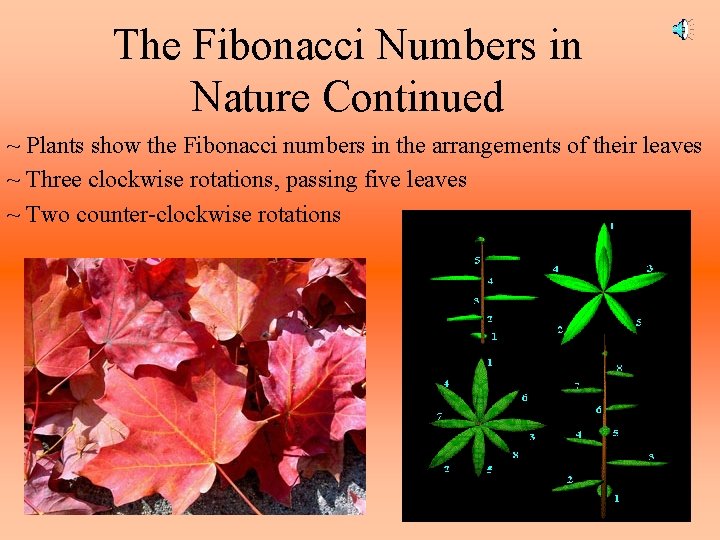 The Fibonacci Numbers in Nature Continued ~ Plants show the Fibonacci numbers in the