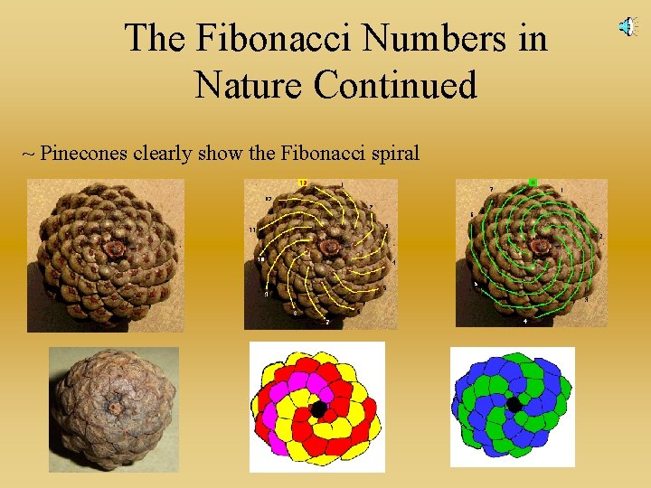 The Fibonacci Numbers in Nature Continued ~ Pinecones clearly show the Fibonacci spiral 