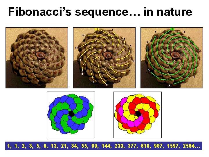 Fibonacci’s sequence… in nature 1, 1, 2, 3, 5, 8, 13, 21, 34, 55,