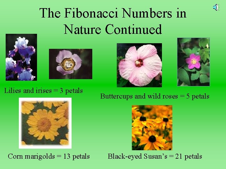 The Fibonacci Numbers in Nature Continued Lilies and irises = 3 petals Corn marigolds