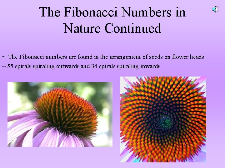 The Fibonacci Numbers in Nature Continued ~ The Fibonacci numbers are found in the