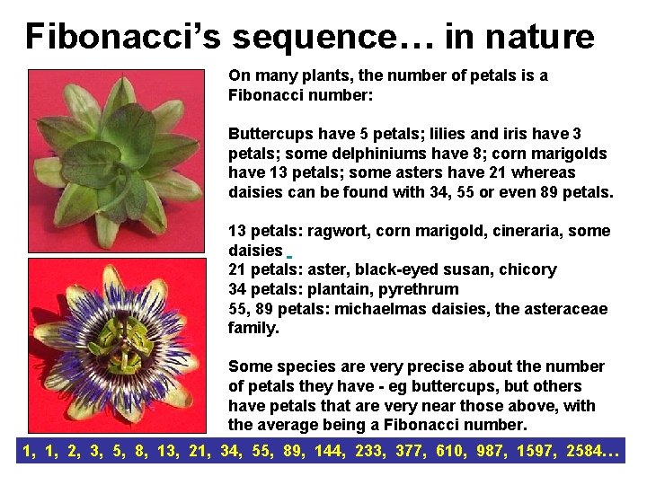 Fibonacci’s sequence… in nature On many plants, the number of petals is a Fibonacci