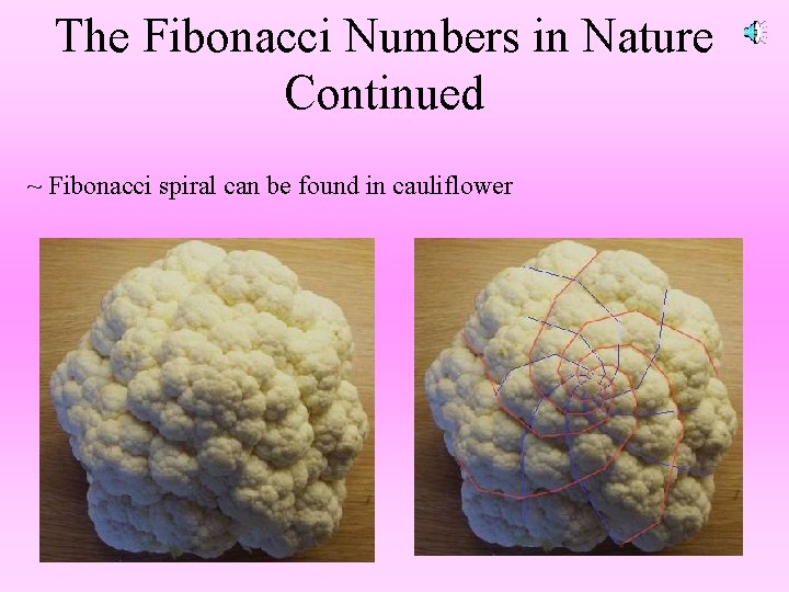 The Fibonacci Numbers in Nature Continued ~ Fibonacci spiral can be found in cauliflower