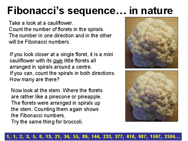 Fibonacci’s sequence… in nature Take a look at a cauliflower. Count the number of