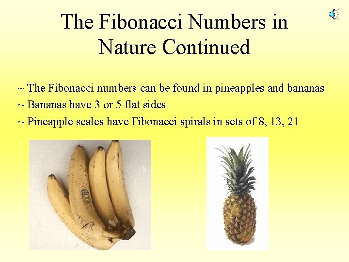 The Fibonacci Numbers in Nature Continued ~ The Fibonacci numbers can be found in