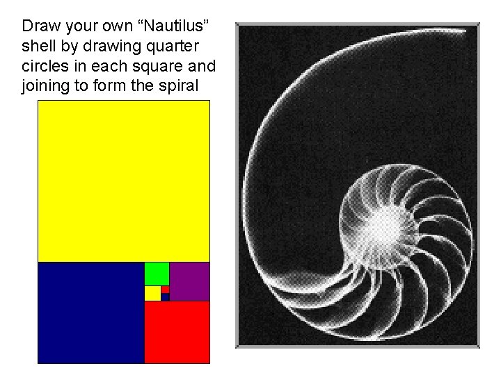 Draw your own “Nautilus” shell by drawing quarter circles in each square and joining