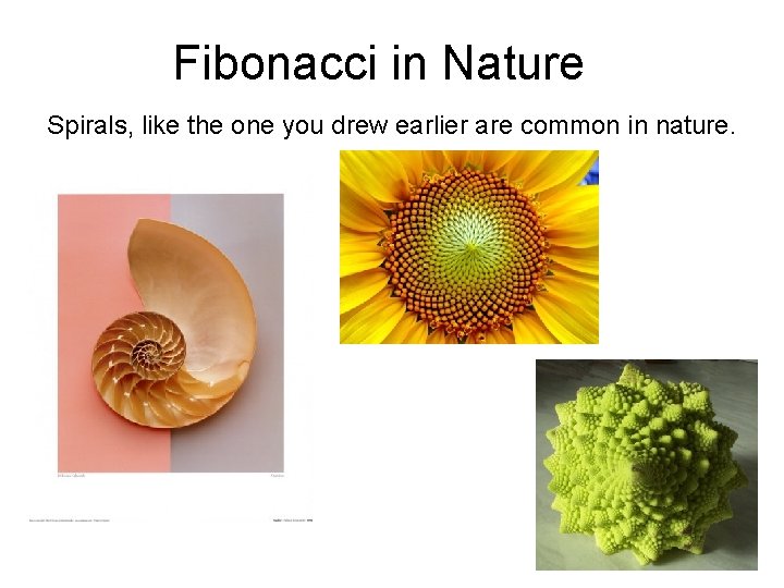 Fibonacci in Nature Spirals, like the one you drew earlier are common in nature.