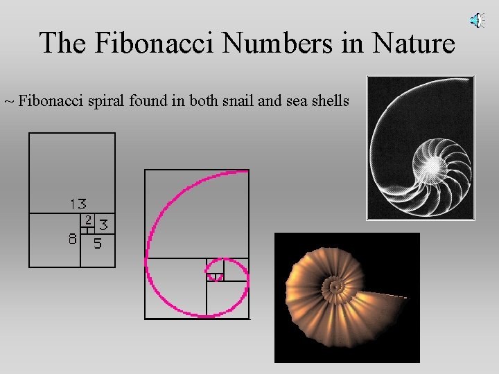 The Fibonacci Numbers in Nature ~ Fibonacci spiral found in both snail and sea