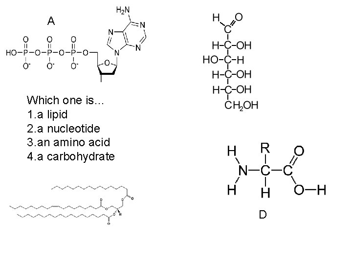 A C Which one is… 1. a lipid 2. a nucleotide 3. an amino