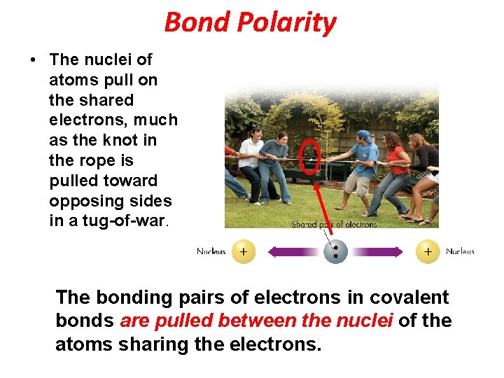 Bond Polarity • The nuclei of atoms pull on the shared electrons, much as