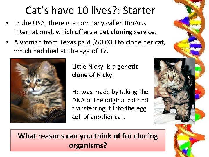 Cat’s have 10 lives? : Starter • In the USA, there is a company