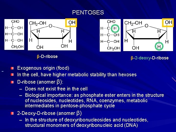 PENTOSES β-D-ribose β-2 -deoxy-D-ribose Exogenous origin (food) In the cell, have higher metabolic stability