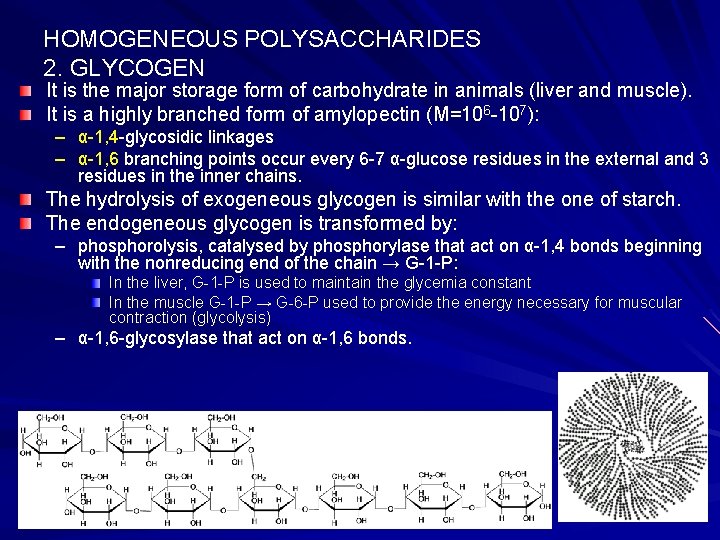 HOMOGENEOUS POLYSACCHARIDES 2. GLYCOGEN It is the major storage form of carbohydrate in animals
