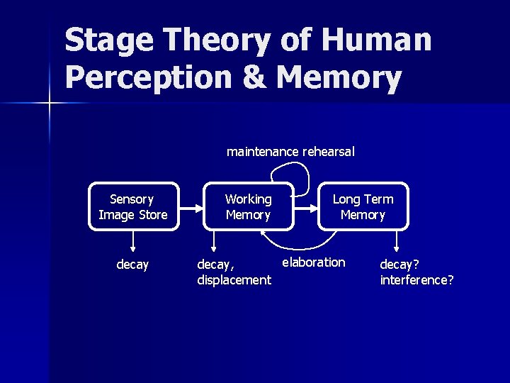 Stage Theory of Human Perception & Memory maintenance rehearsal Sensory Image Store decay Working