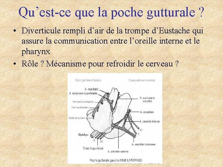 Qu’est-ce que la poche gutturale ? • Diverticule rempli d’air de la trompe d’Eustache