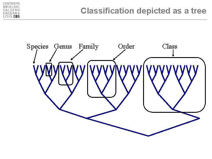 Classification depicted as a tree Species Genus Family Order Class 